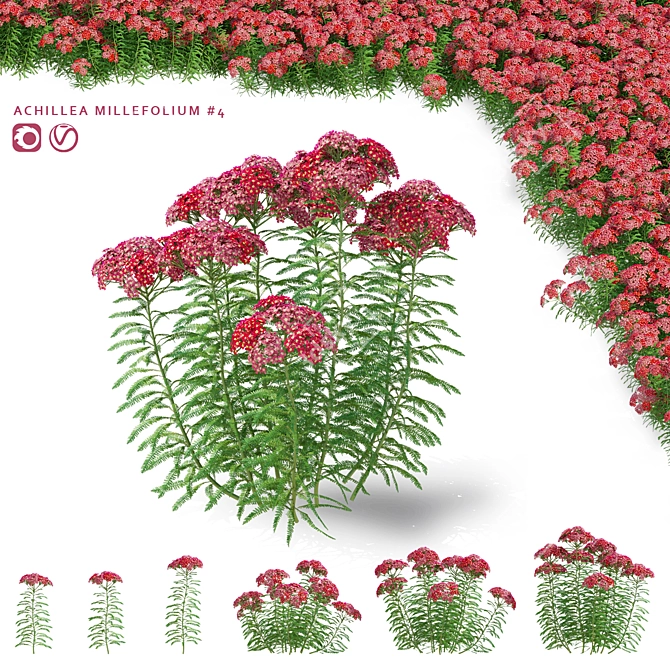 Achillea Millefolium Flower Collection 3D model image 1