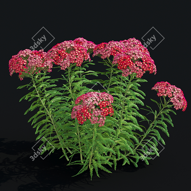 Achillea Millefolium Flower Collection 3D model image 2