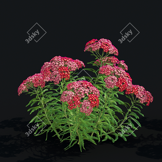 Achillea Millefolium Flower Collection 3D model image 3