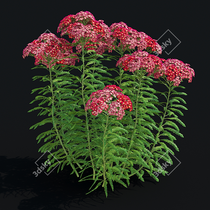 Achillea Millefolium Flower Collection 3D model image 4