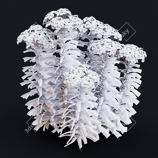 Achillea Millefolium Flower Collection 3D model image 5