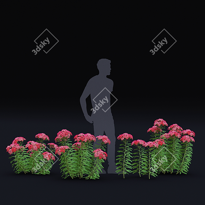 Achillea Millefolium Flower Collection 3D model image 6