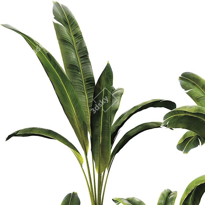 Banana Leaf Plant Vase Set 3D model image 3
