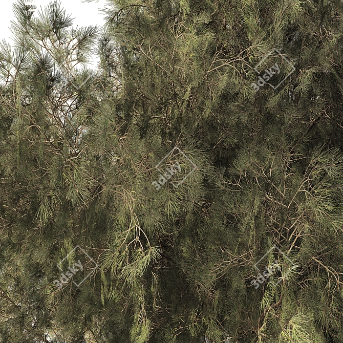 Jeffrey Pine Tree Variety Pack 3D model image 4