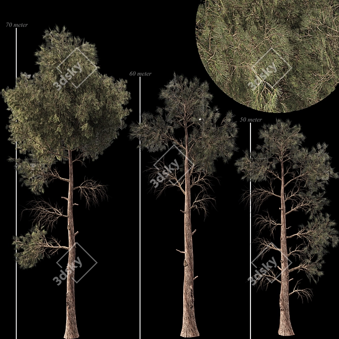 Jeffrey Pine Tree Variety Pack 3D model image 5