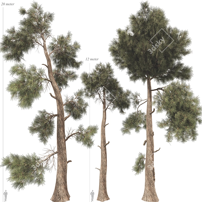 Jeffrey Pine Tree 3D Collection 3D model image 1