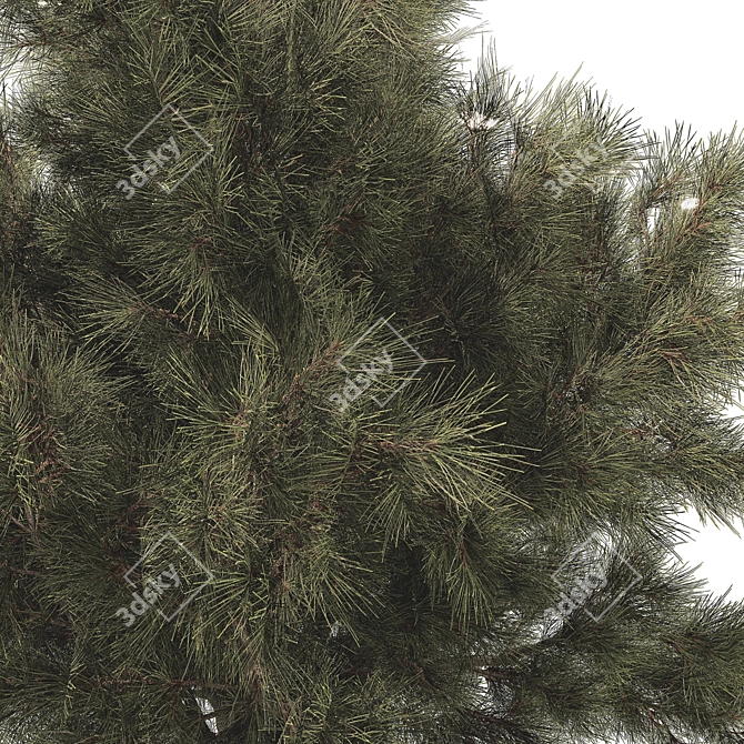 Jeffrey Pine Tree 3D Collection 3D model image 2
