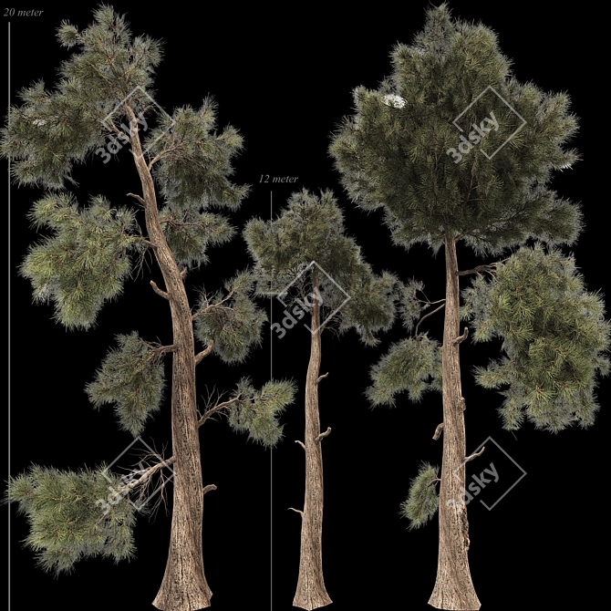 Jeffrey Pine Tree 3D Collection 3D model image 3