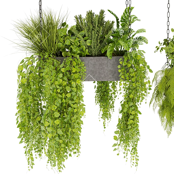 Pothos Ampelous Hanging Plant Model 3D model image 5