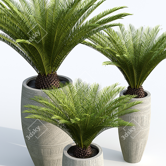 Sago Palm in Cement Planter 3D model image 3