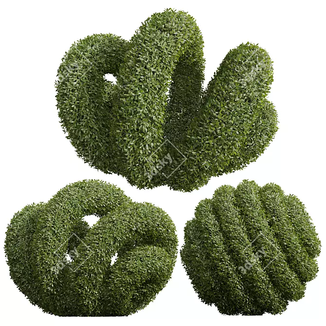 Ligustrum Quihoui Privet Pruned 3D 3D model image 1