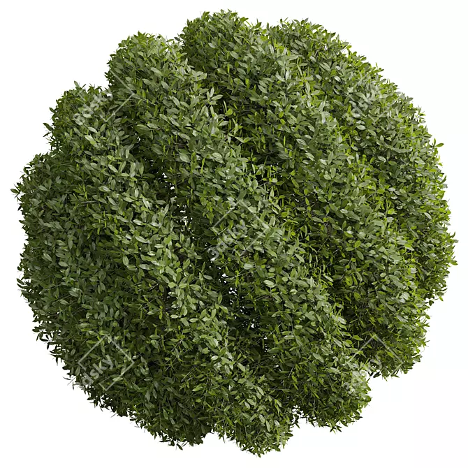 Ligustrum Quihoui Privet Pruned 3D 3D model image 2