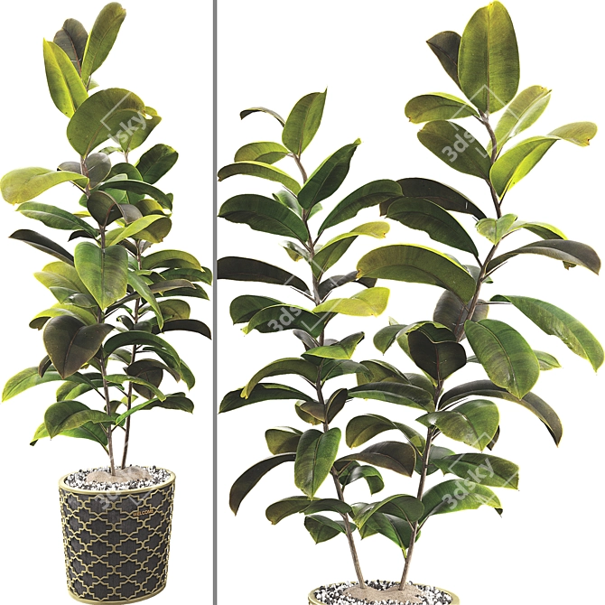 Rubber Plant 3D Model Kit 3D model image 3