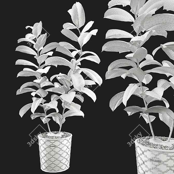Rubber Plant 3D Model Kit 3D model image 5