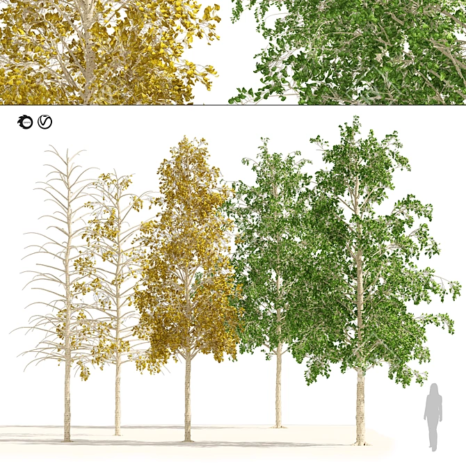 Quaking Aspen Tree Collection 3D model image 1