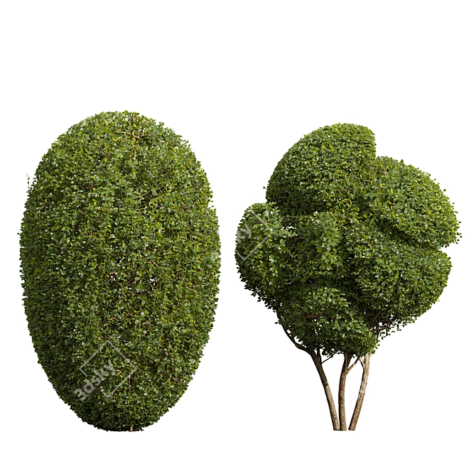 Ficus Concinna Bonsai Duo 3D 3D model image 1