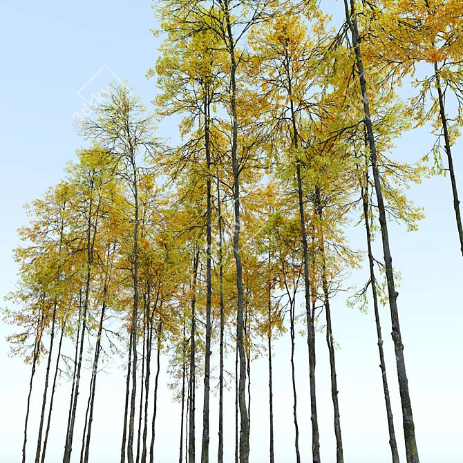 Autumn Forest Trees Collection 3D model image 2