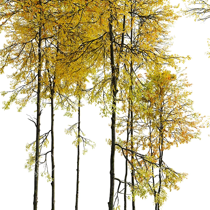 Autumn Forest Trees Collection 3D model image 4