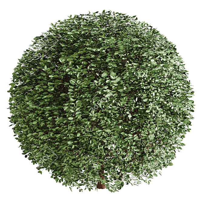 Dual Object Boxwood 3D Model 3D model image 5