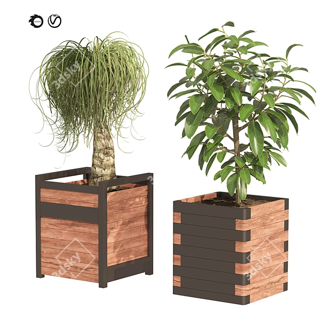 Detailed Ponytail Palm & Rubber Fig Planters 3D model image 1