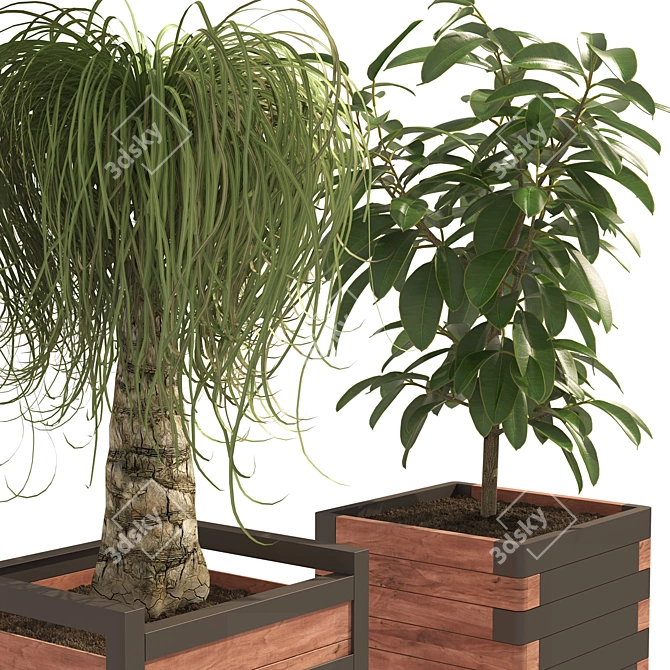 Detailed Ponytail Palm & Rubber Fig Planters 3D model image 2