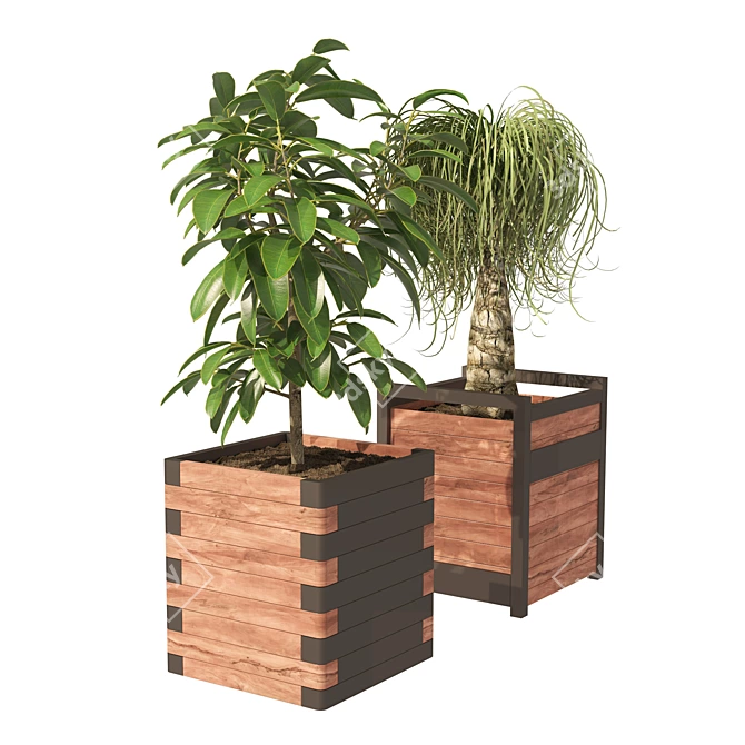 Detailed Ponytail Palm & Rubber Fig Planters 3D model image 3