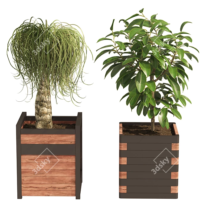 Detailed Ponytail Palm & Rubber Fig Planters 3D model image 4