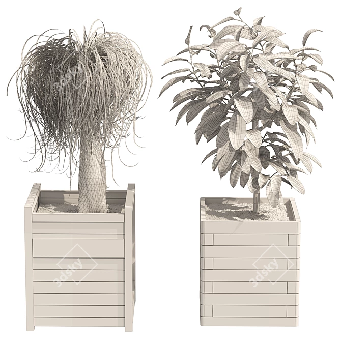 Detailed Ponytail Palm & Rubber Fig Planters 3D model image 6