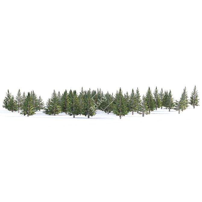 Spruce Forest 3D Model Render 3D model image 5