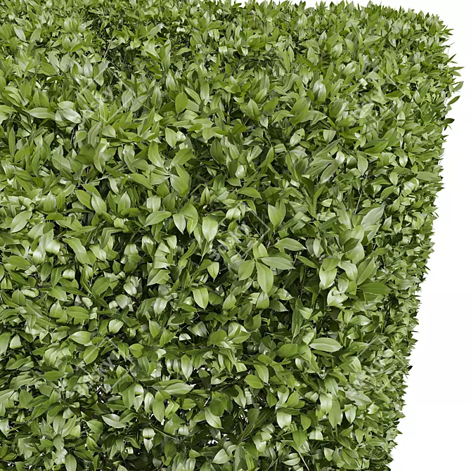 Lush Ligustrum Quihoui Privet Shrub 3D model image 4