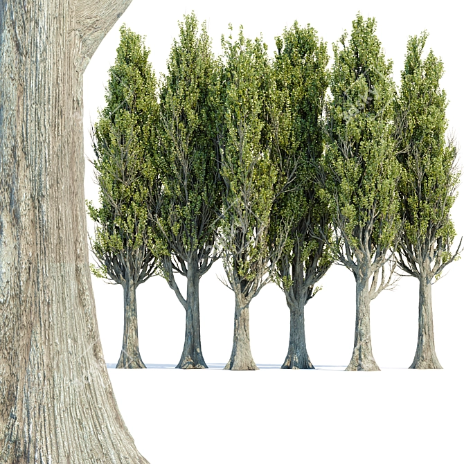 PBR Poplar Trees Collection Vol.145 3D model image 1