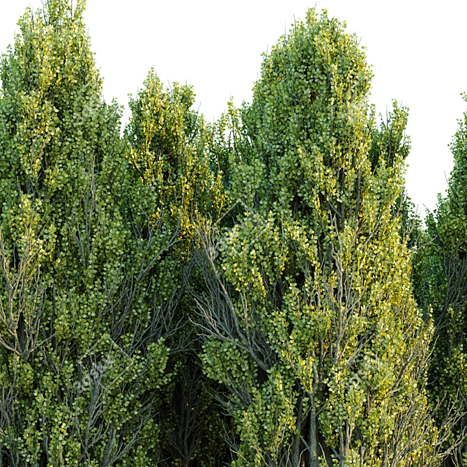 PBR Poplar Trees Collection Vol.145 3D model image 2