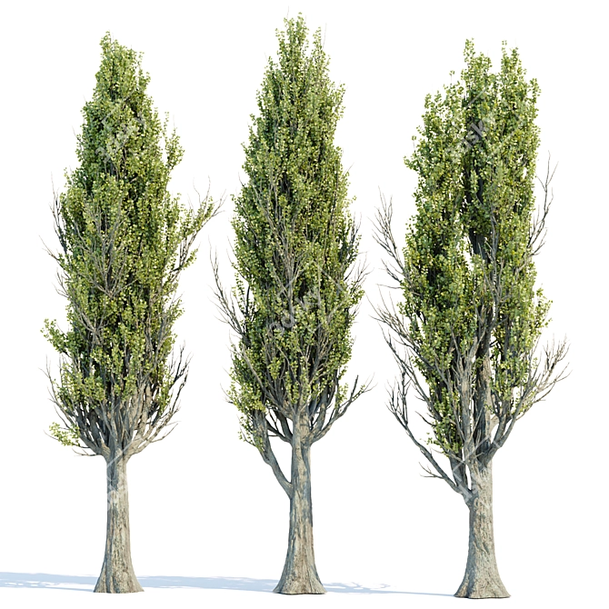 PBR Poplar Trees Collection Vol.145 3D model image 4