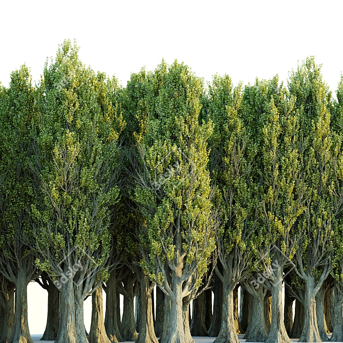 PBR Poplar Trees Collection Vol.145 3D model image 5