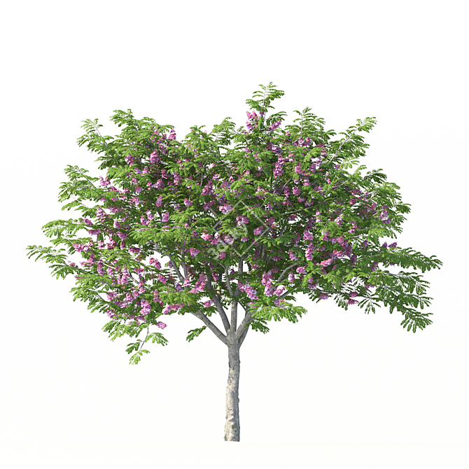 Indoor Plant Cassia Javanica Model 3D model image 4