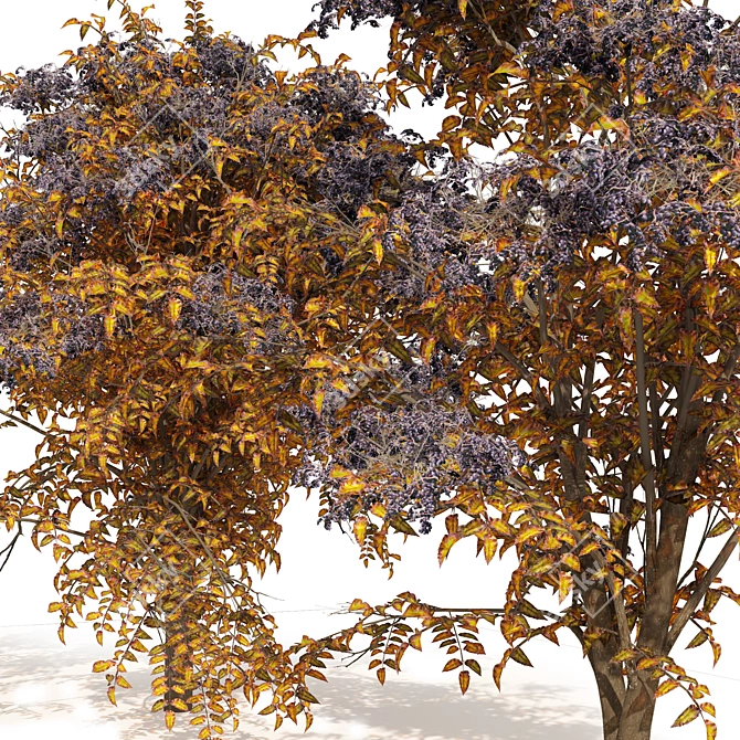 Autumn Aralia Elata Tree Pair 3D model image 2
