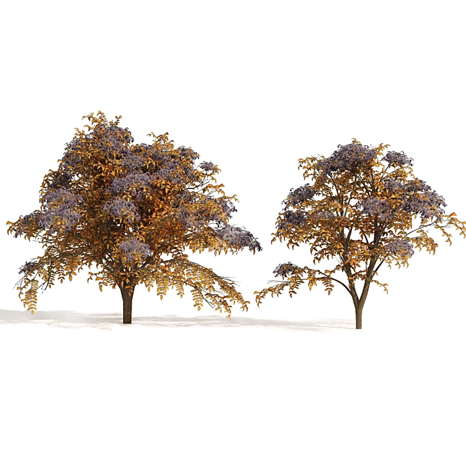 Autumn Aralia Elata Tree Pair 3D model image 4