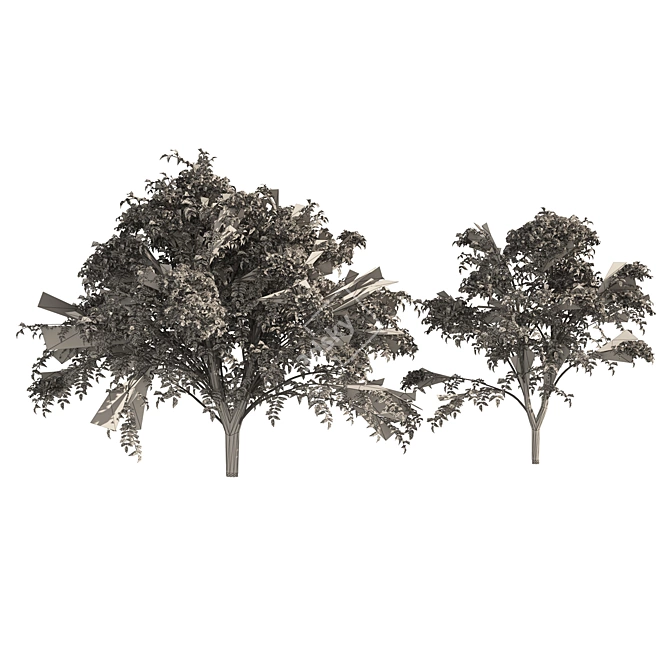 Autumn Aralia Elata Tree Pair 3D model image 5
