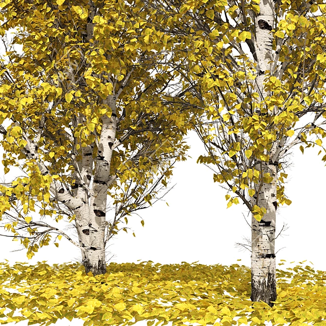 Autumn Birch Tree 3D Model 3D model image 2