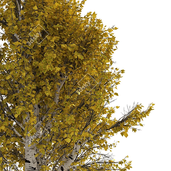 Autumn Birch Tree 3D Model 3D model image 3