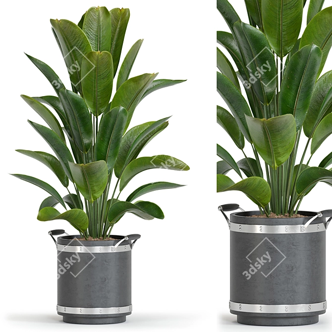 Title: Corona Plant Collection 3D Models 3D model image 1