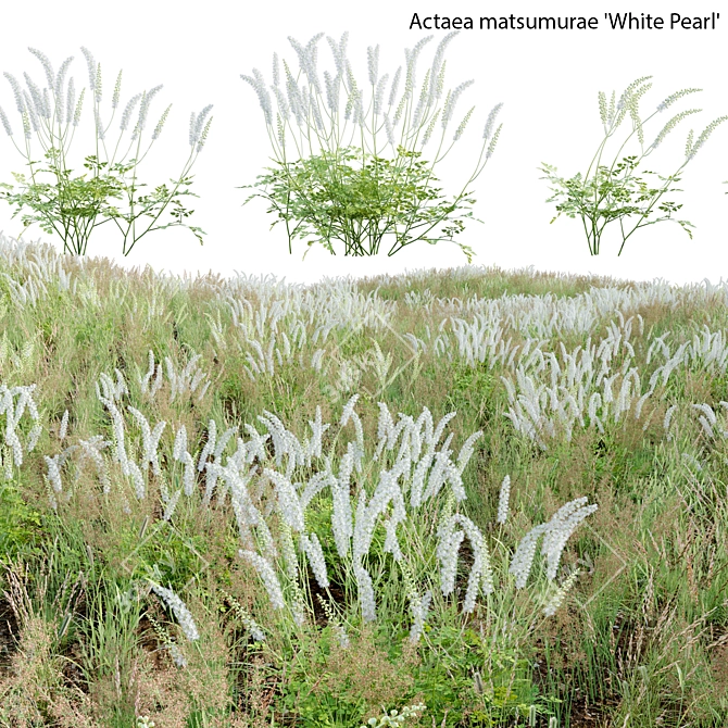 3D Plant Models Collection: Versatile, High-Quality 3D model image 1