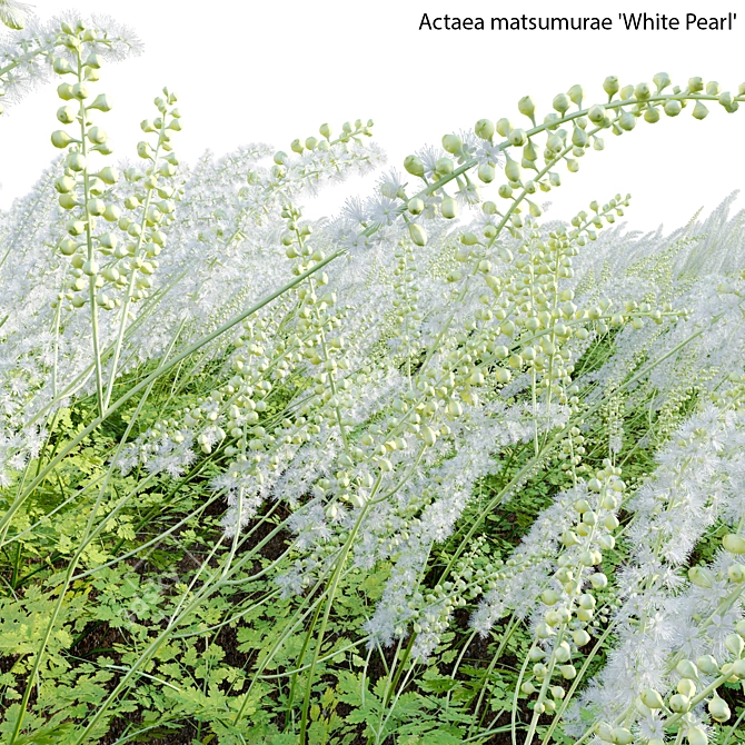 3D Plant Models Collection: Versatile, High-Quality 3D model image 4