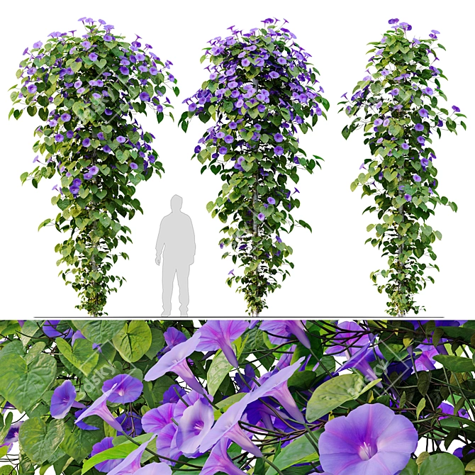 Blue Morning Glory 3D Model 3D model image 1