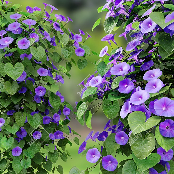 Blue Morning Glory 3D Model 3D model image 2