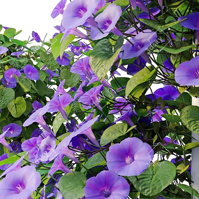 Blue Morning Glory 3D Model 3D model image 5