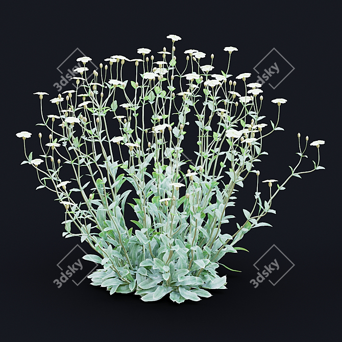 White Lychnis Flower Bundle	Collection 3D model image 2