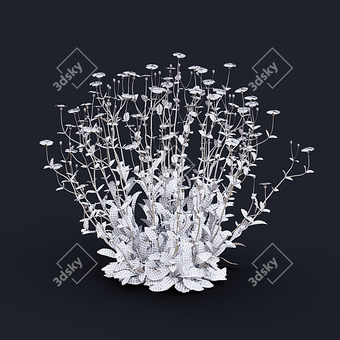 White Lychnis Flower Bundle	Collection 3D model image 3