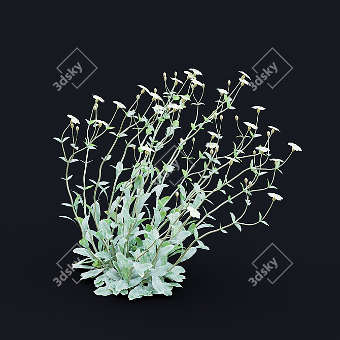 White Lychnis Flower Bundle	Collection 3D model image 4