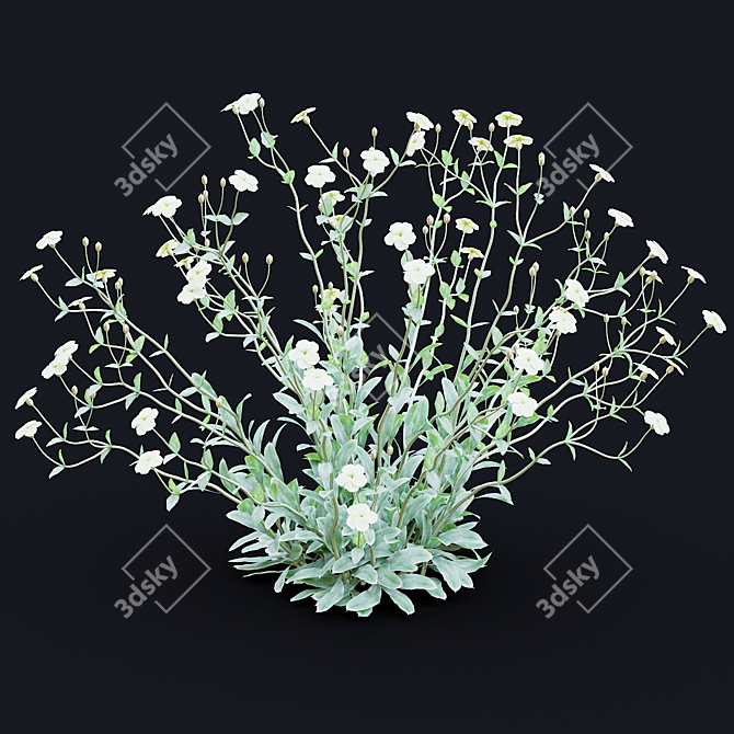 White Lychnis Flower Bundle	Collection 3D model image 5